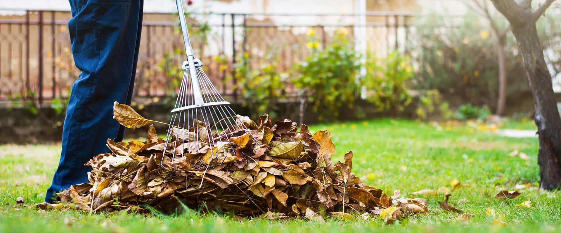 Leaf Removal 1