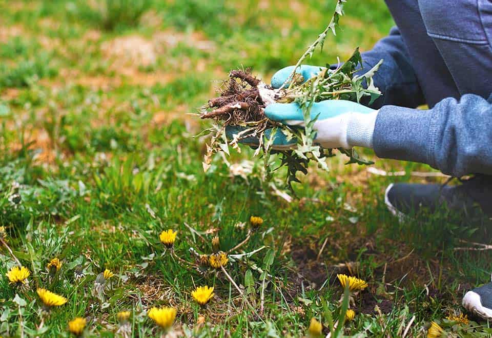 Leaf Removal service