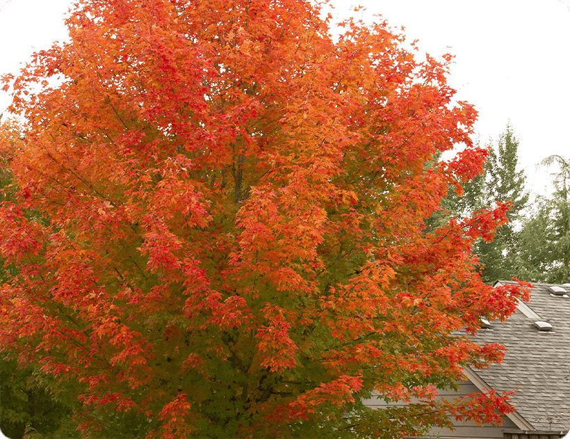 Leaf Removal Charleston, SC