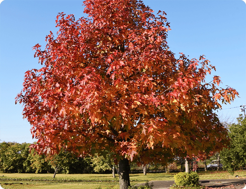 Leaf Removal Folly Beach, SC