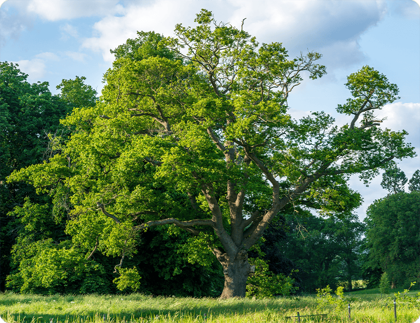 Leaf Removal Isle Of Palms, SC
