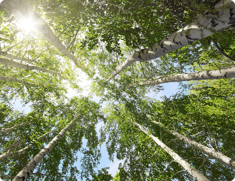 Leafs Cleanup Isle Of Palms, SC