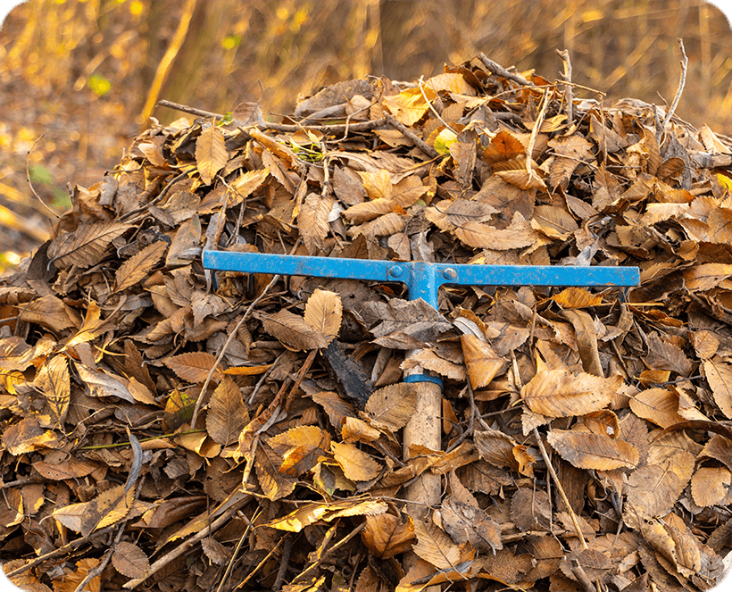 Leafs Cleanup Kiawah Island, SC